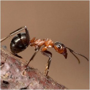 Все просто — Как вывести муравьев из дома: средства и способы || STROIM-GRAMOTNO.RU